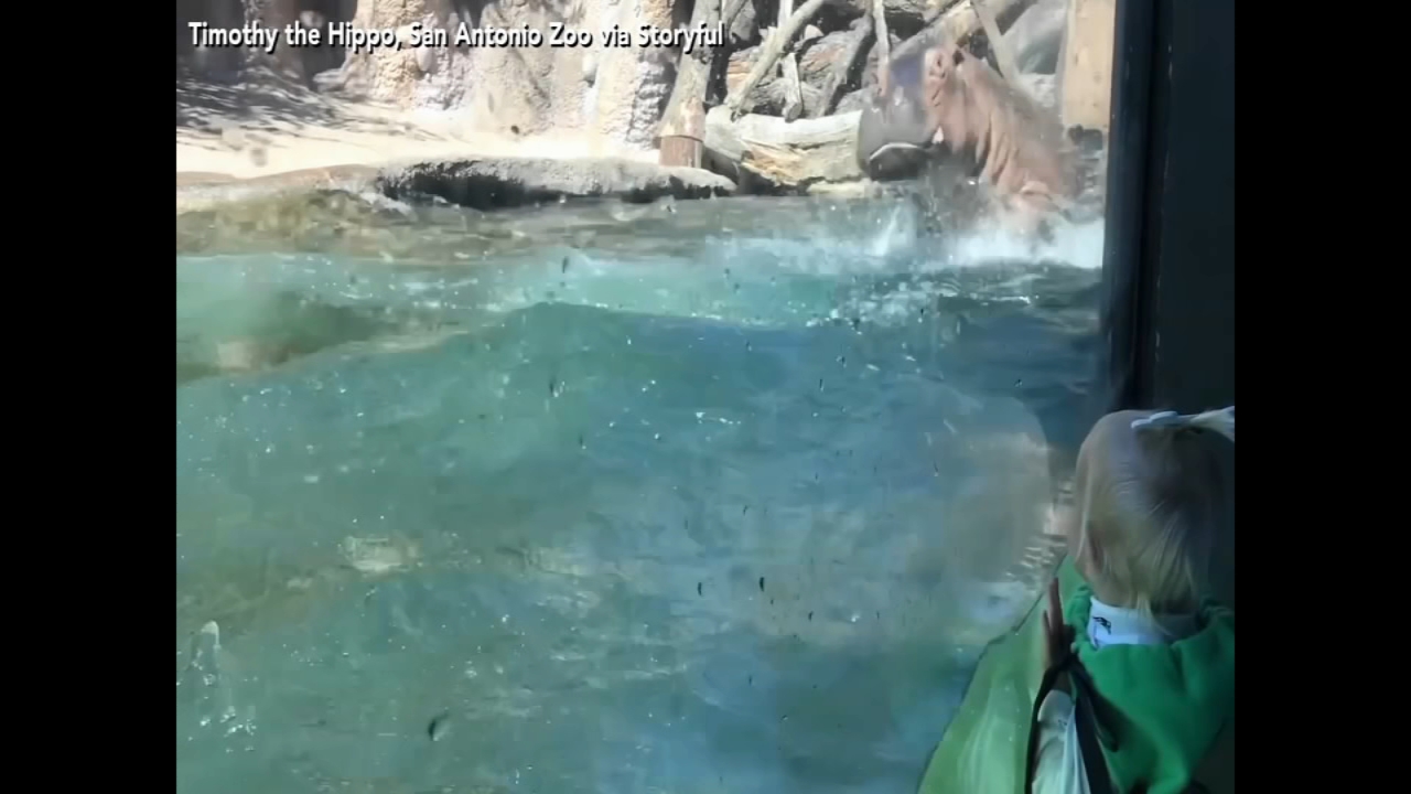 Timothy the Hippo continues to vie for Fiona's love
