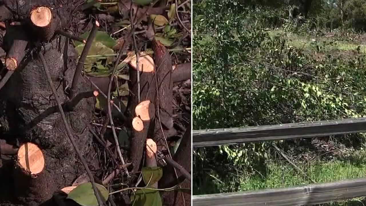 San Jose wildlife, plant sanctuary shocked by damage done by volunteer