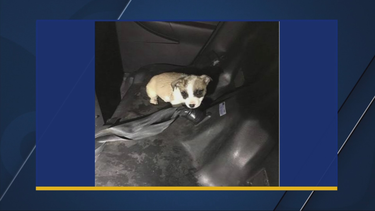 dog choking on water