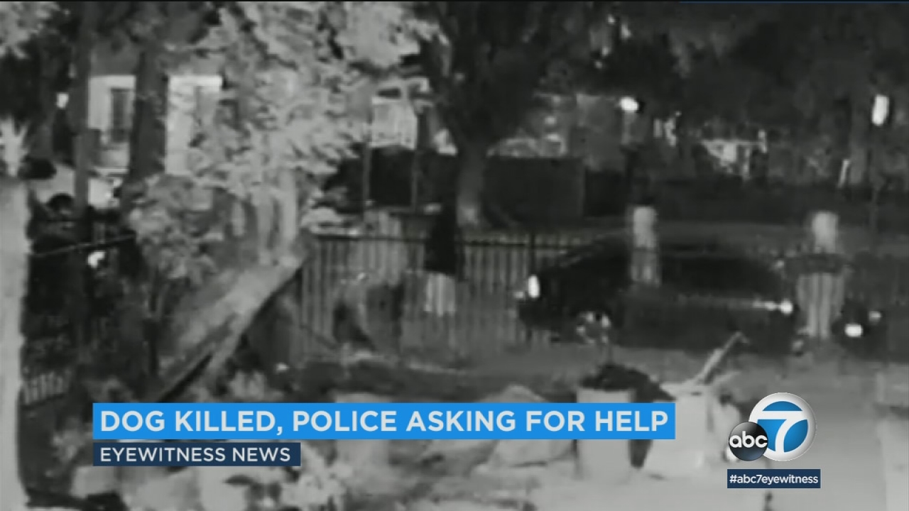 Surveillance video shows dog fatally shot in South Los Angeles; 4 ...