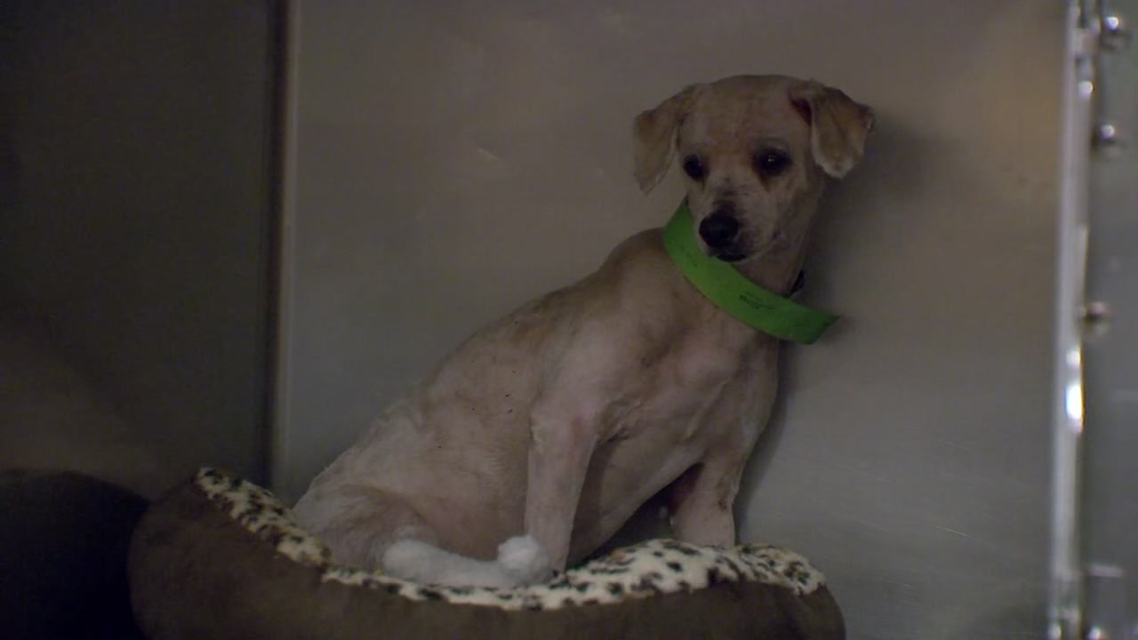 Humane society helping poodles rescued in Houston.