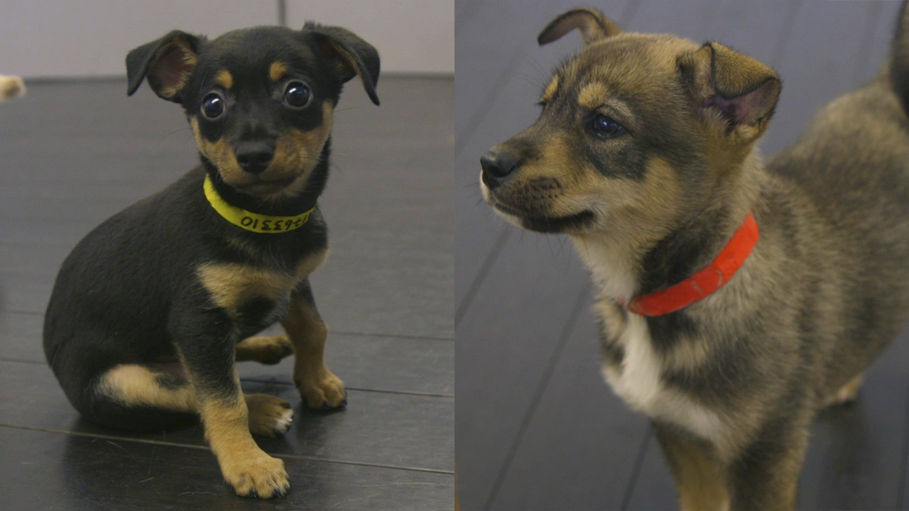Happy National Puppy Day!