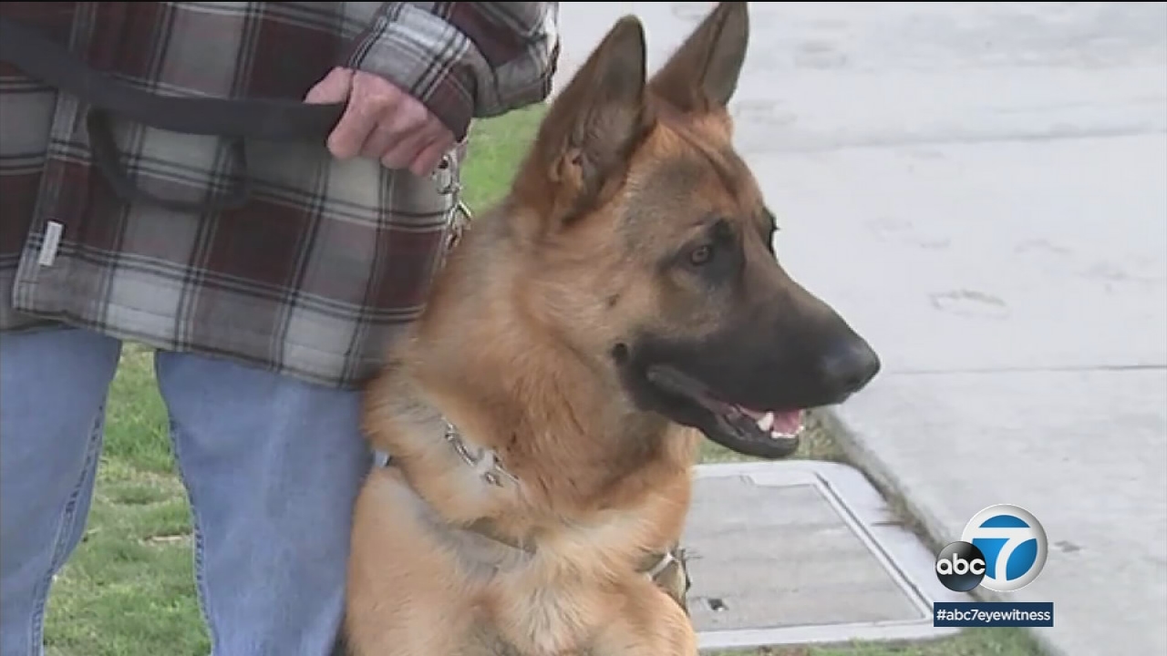 OC group trains service dogs to help veterans