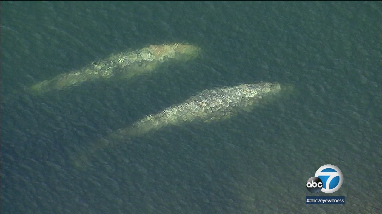 Whales head back to ocean after OC excursion