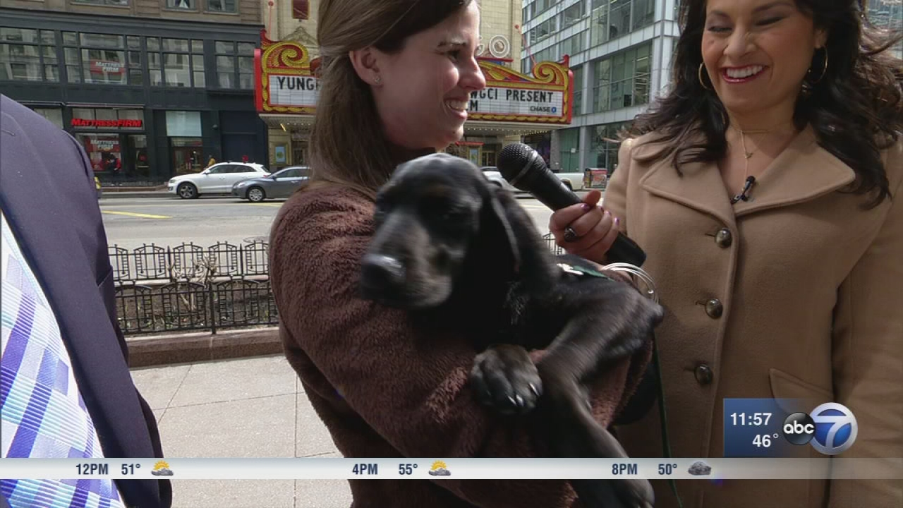 Lab retriever most popular Chicago dog of 2017