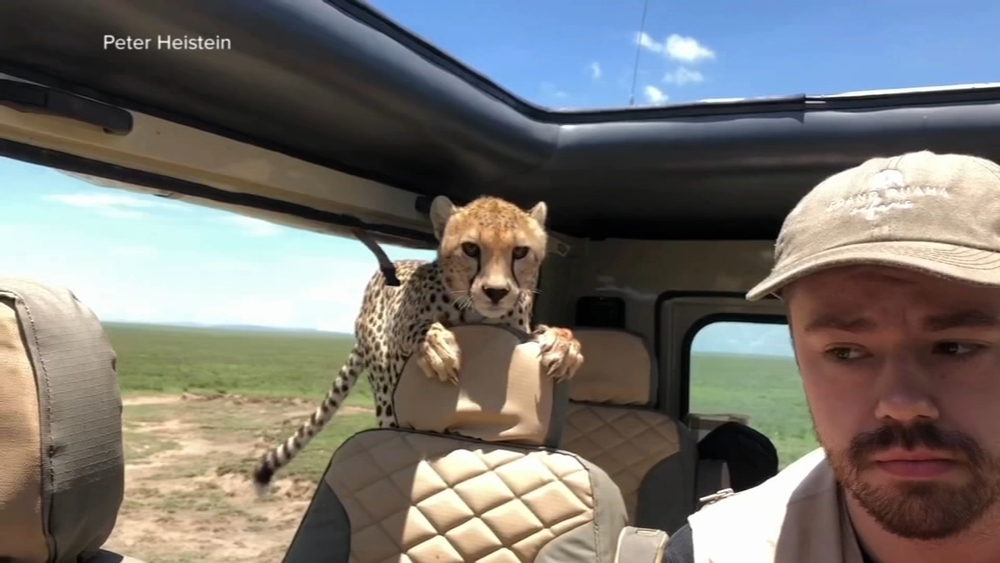 Cheetah jumps into tourist's Jeep