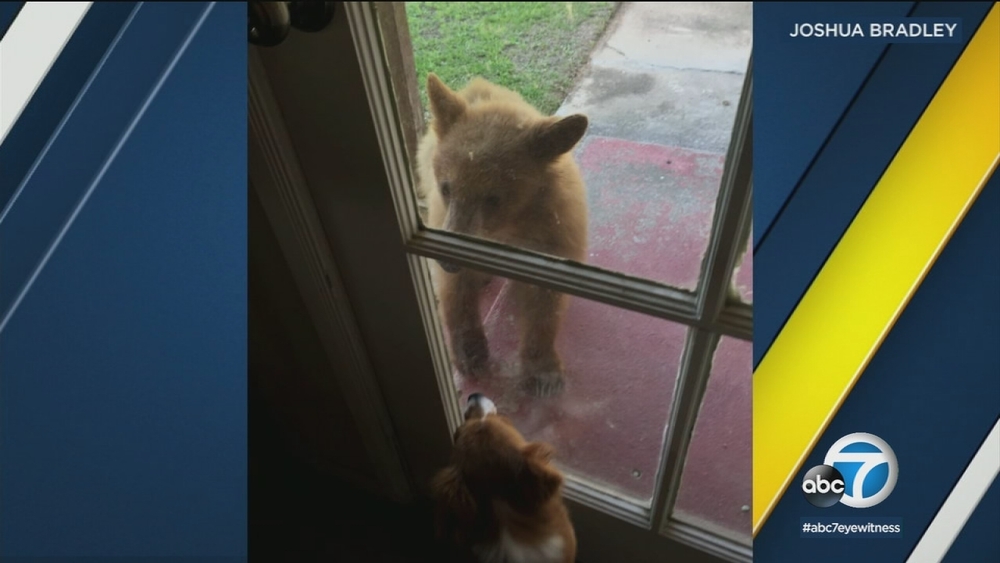 Bears wander, dig through trash in Monrovia neighborhood