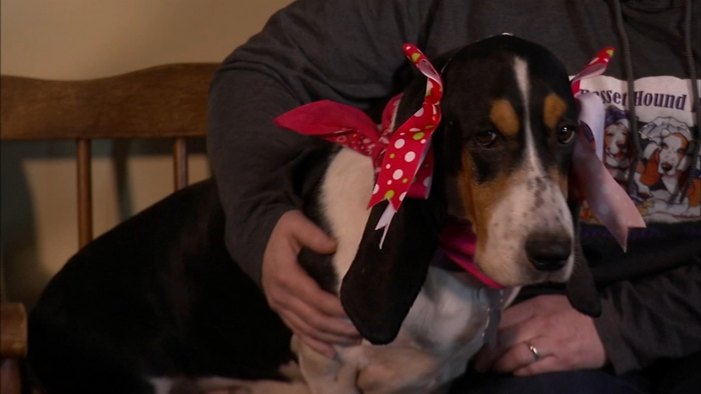 Shelter Me: Tri-State Basset Hound Rescue