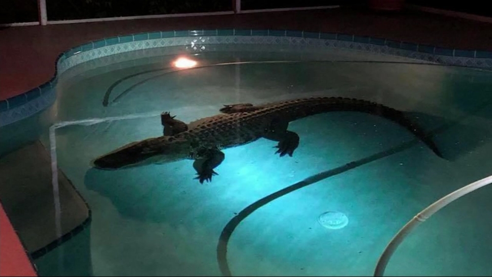 Florida man finds 11-foot long alligator swimming in his pool
