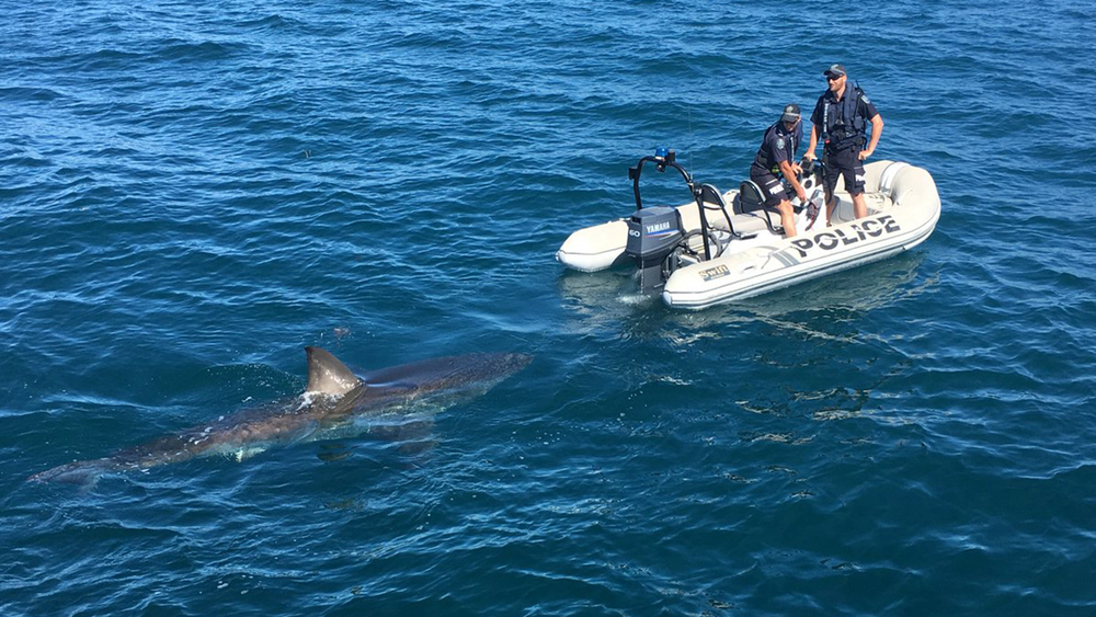 Great white shark flirts with police boat