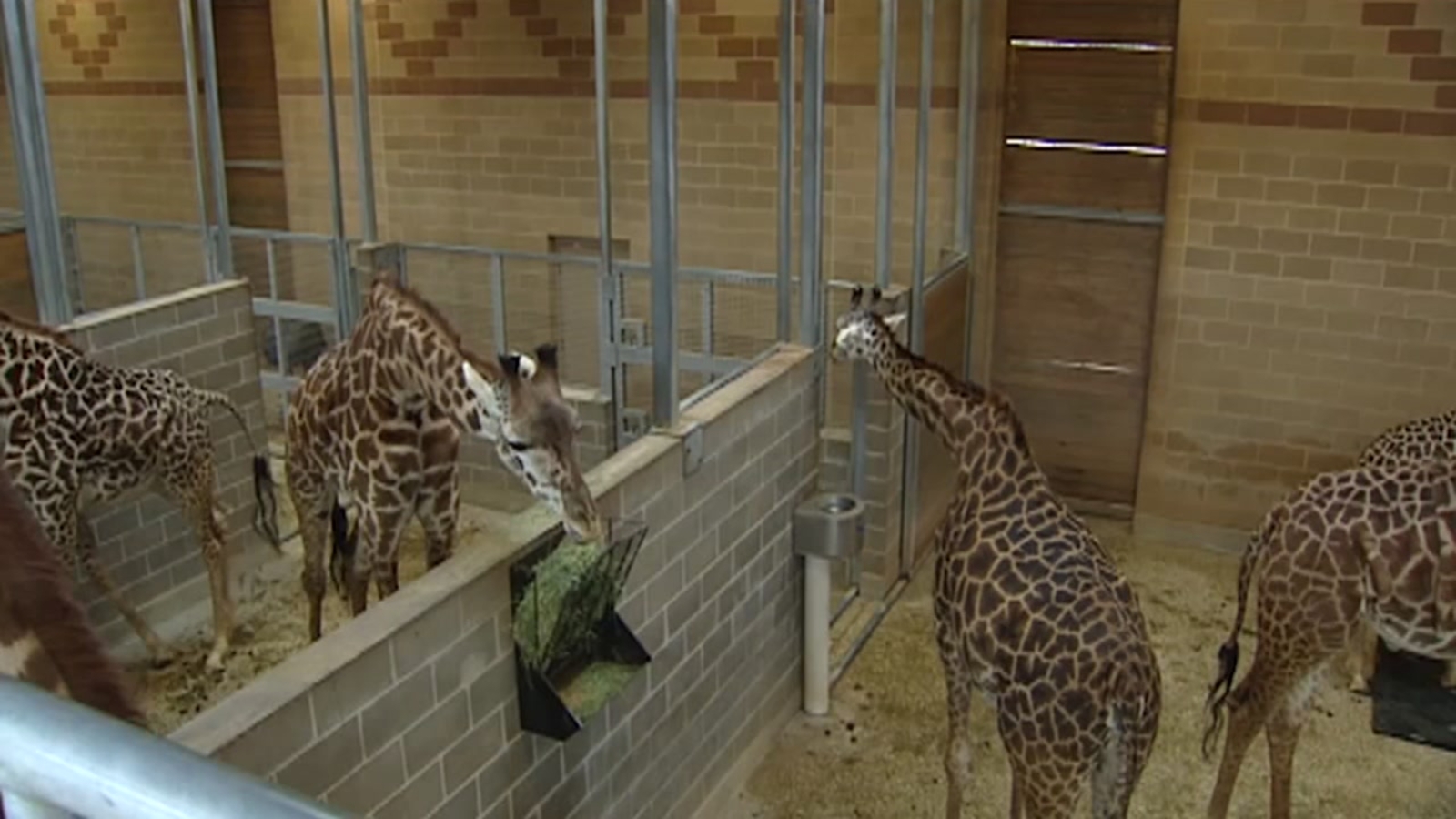 Houston Zoo to hold first ever Brew at the Zoo event ABC13 Houston