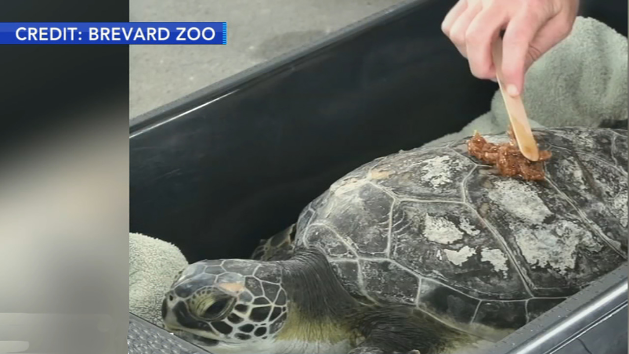 Honey used to treat injured sea turtles
