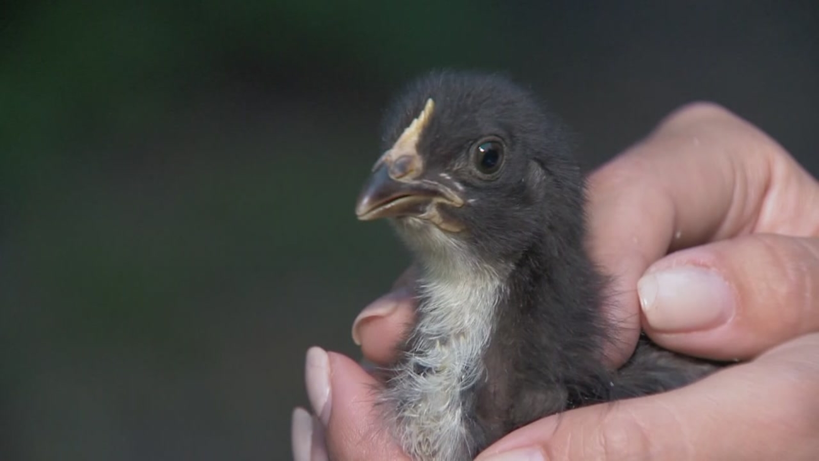 Gruesome accusation 17yearold in Florida bites head off a chicken