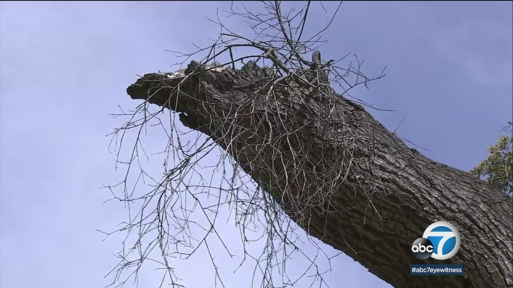 Drought, heat kill thousands of trees in Santa Monica Mountains