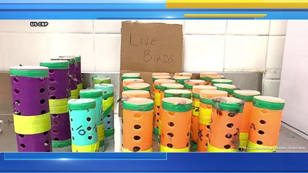 2 arrested for trying to smuggle birds in hair curlers