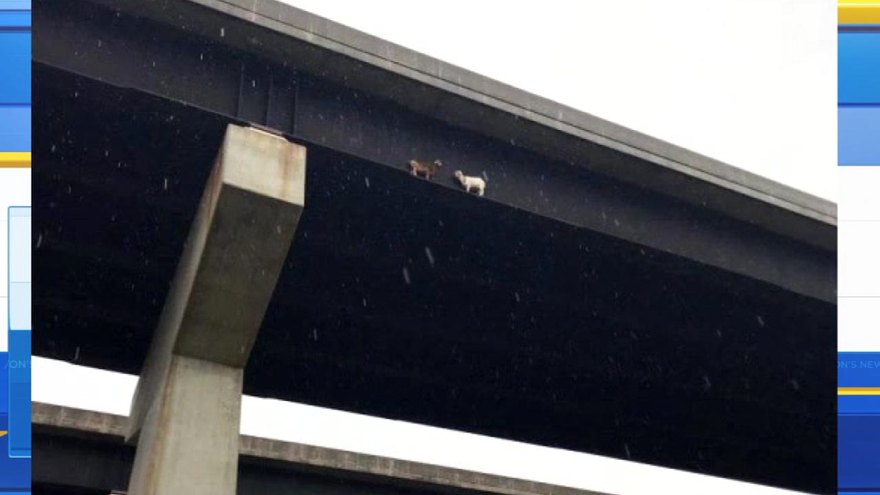 Goats on a Pennsylvania bridge