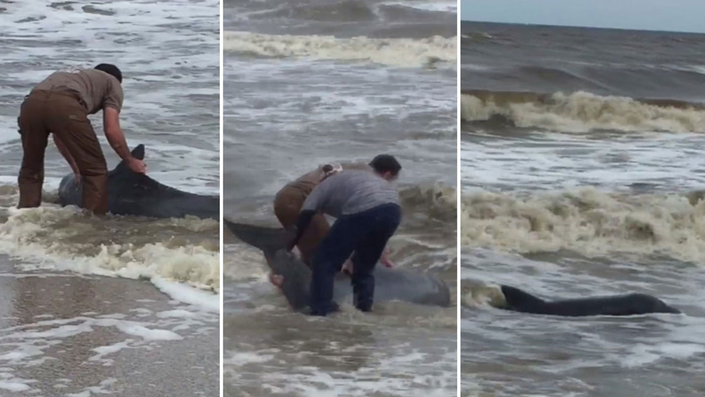 Dolphin rescued by EMS and another man on High Island