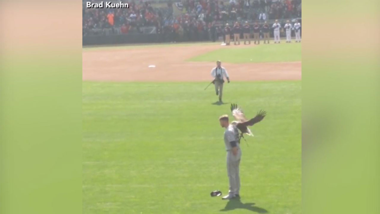 Bald eagle makes unexpected landing on the shoulders of Mariners' pitcher