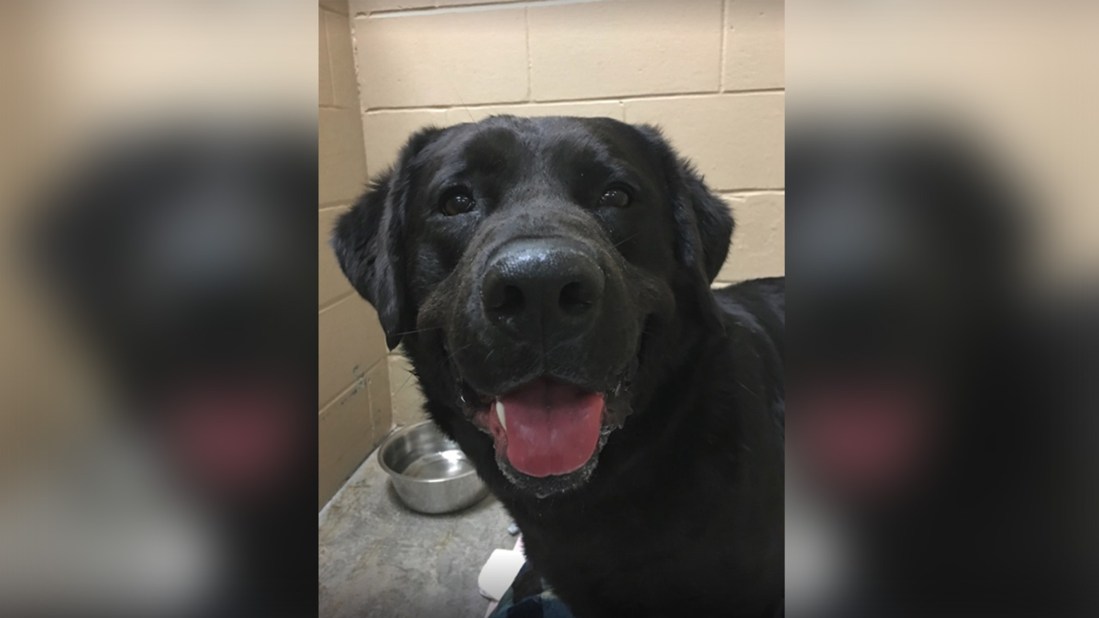 Lost Lab Dogs Long lost pup found in NY woods after missing for year and a half ...