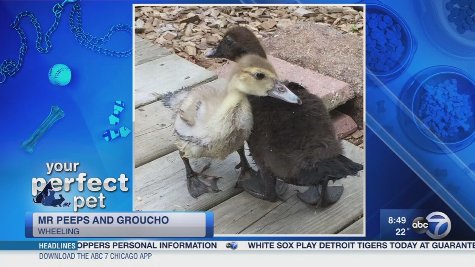 Your Perfect Pets ABC7 Chicago