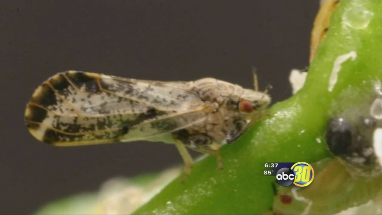 Asian Citrus Psyllid