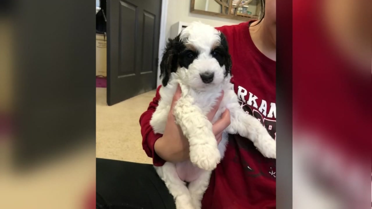 San Antonio woman claims American Airlines shipped dog to wrong city