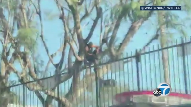 Arson suspect in custody after lighting his jacket on fire, climbing ...