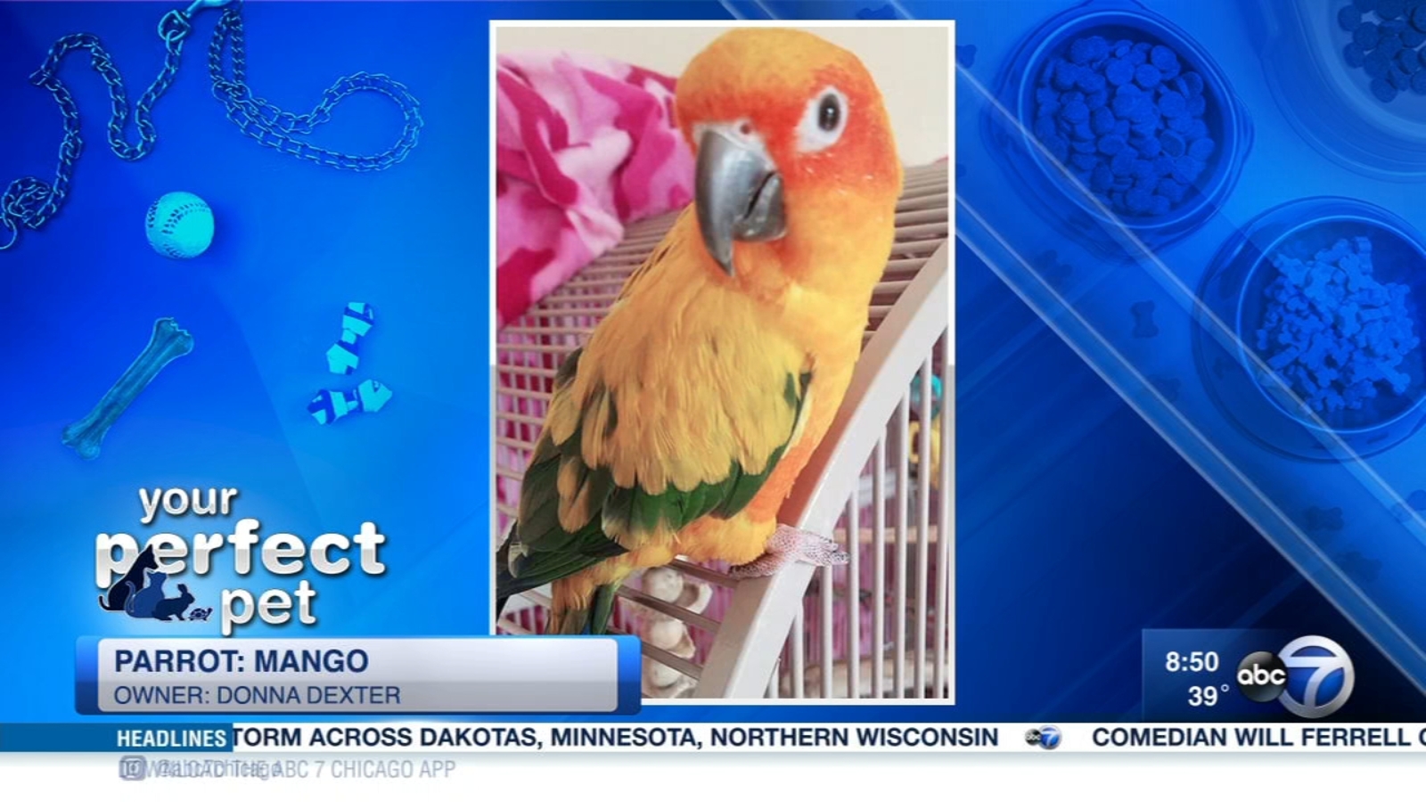 Your Perfect Pets ABC7 Chicago