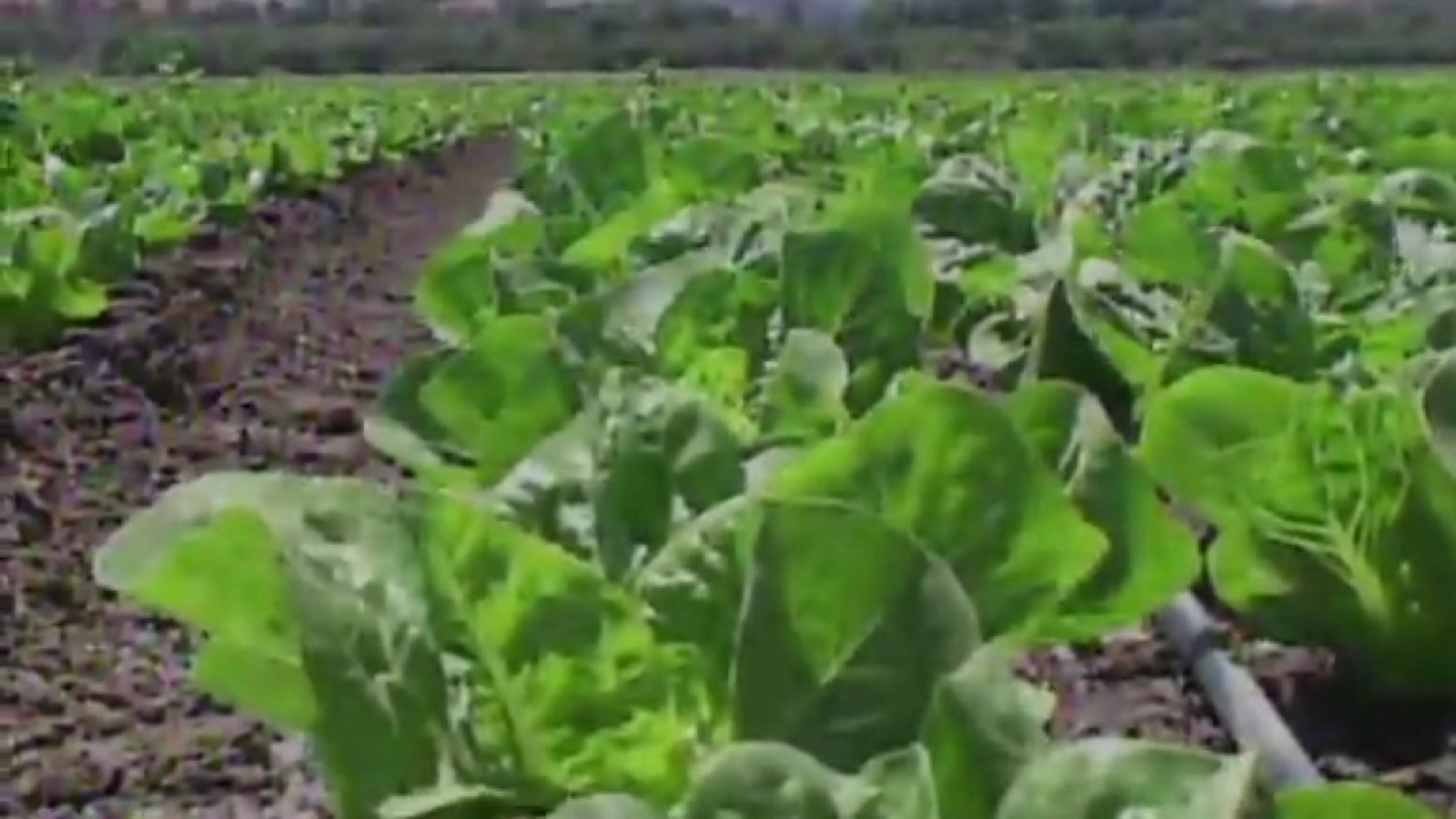Multistate E. coli outbreak traced to romaine lettuce from Arizona ...