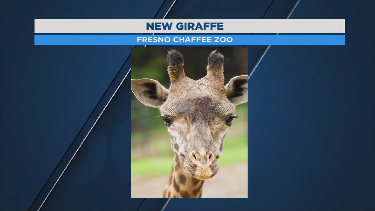 Fresno Chaffee Zoo welcoming new member