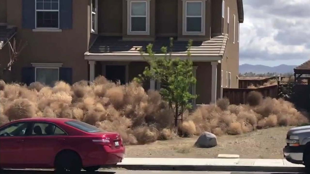 Tumbleweeds inundate homes in High Desert