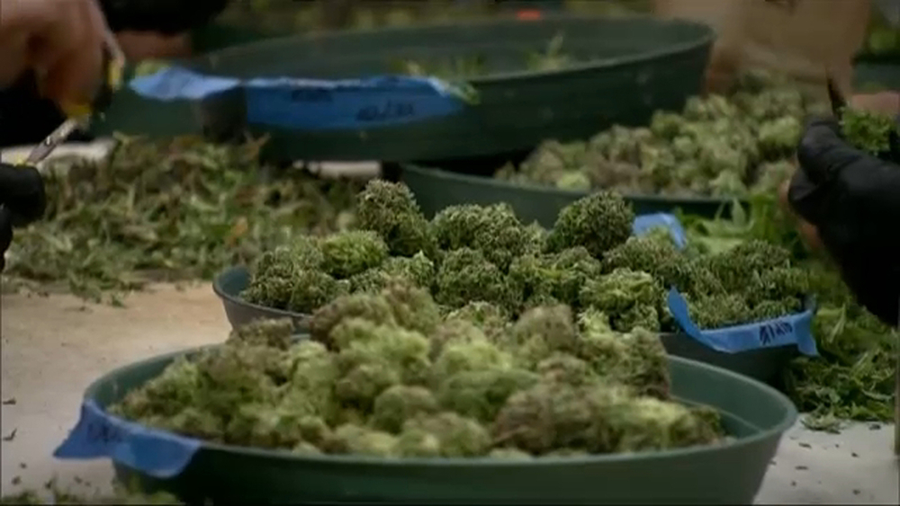 Growing push to legalize marijuana in NY state