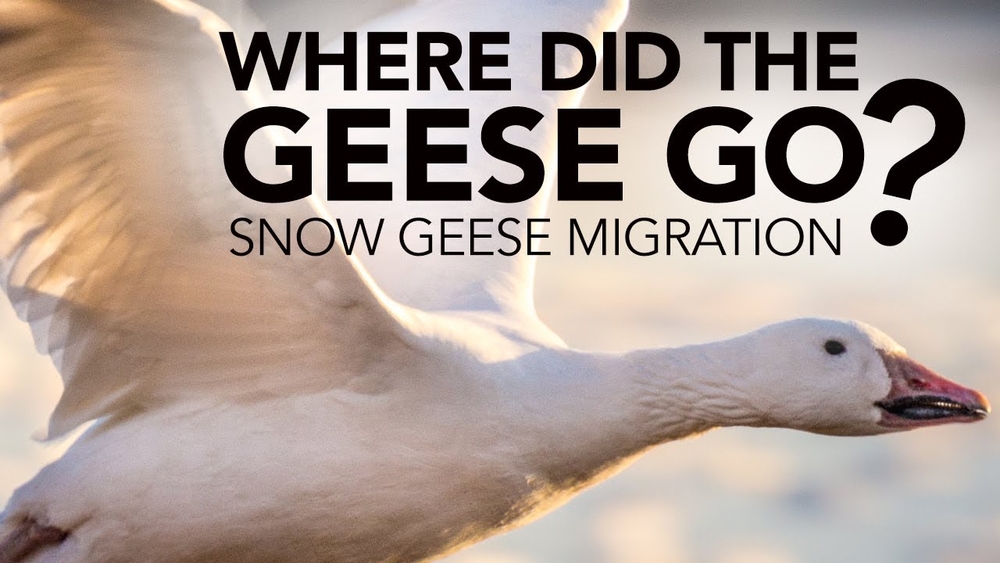 Delaware Valley a key stop for snow geese
