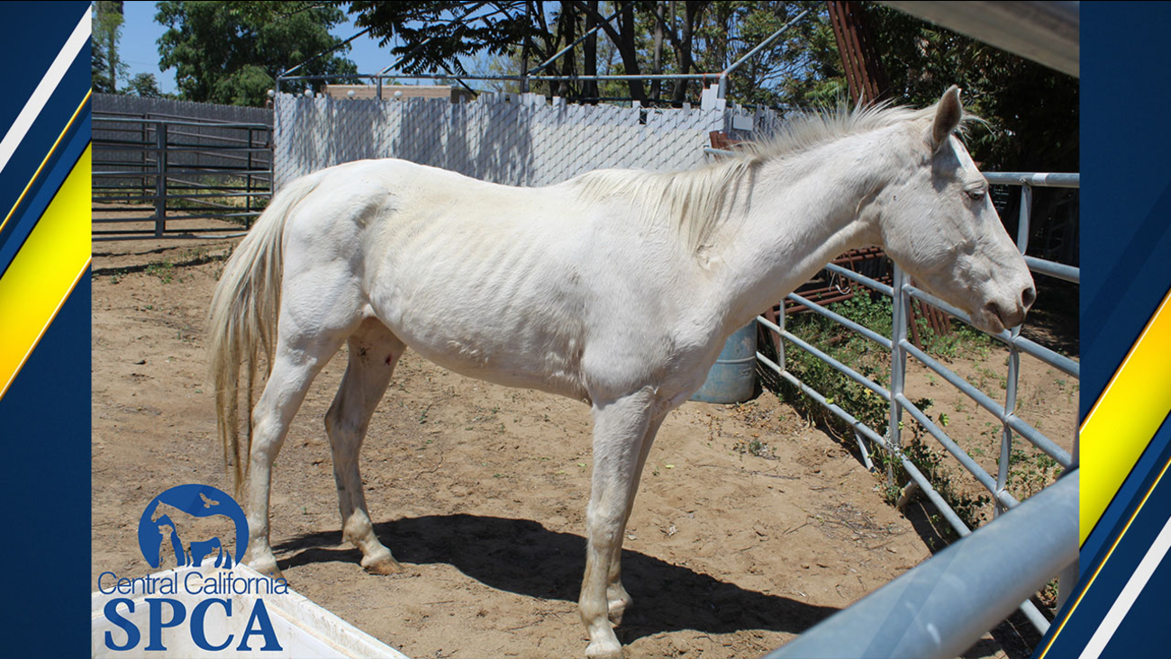 Malnourished and sick horses taken from Sanger property ABC30 Fresno
