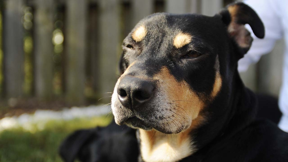 Man claims dog shot his girlfriend