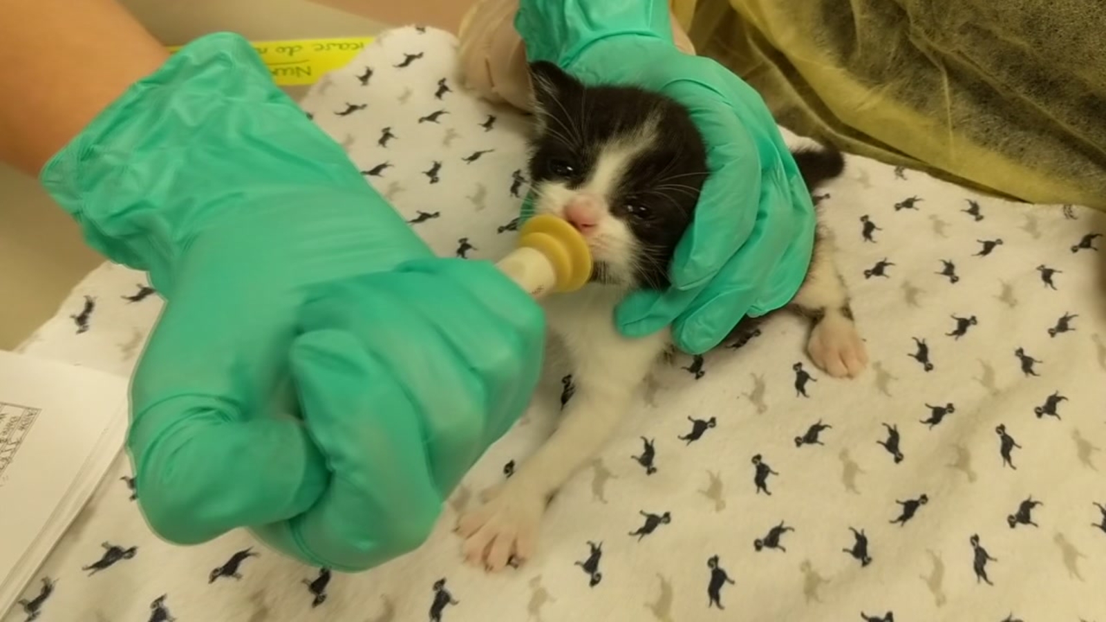 Houston SPCA needs volunteers for some special kittens, holds baby