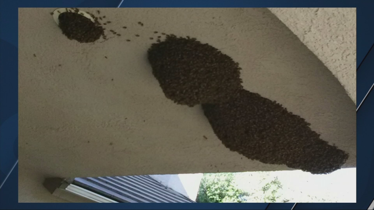 Thousands of bees removed from NE Fresno home