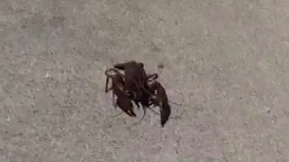 Crawfish try to escape in restaurant parking lot