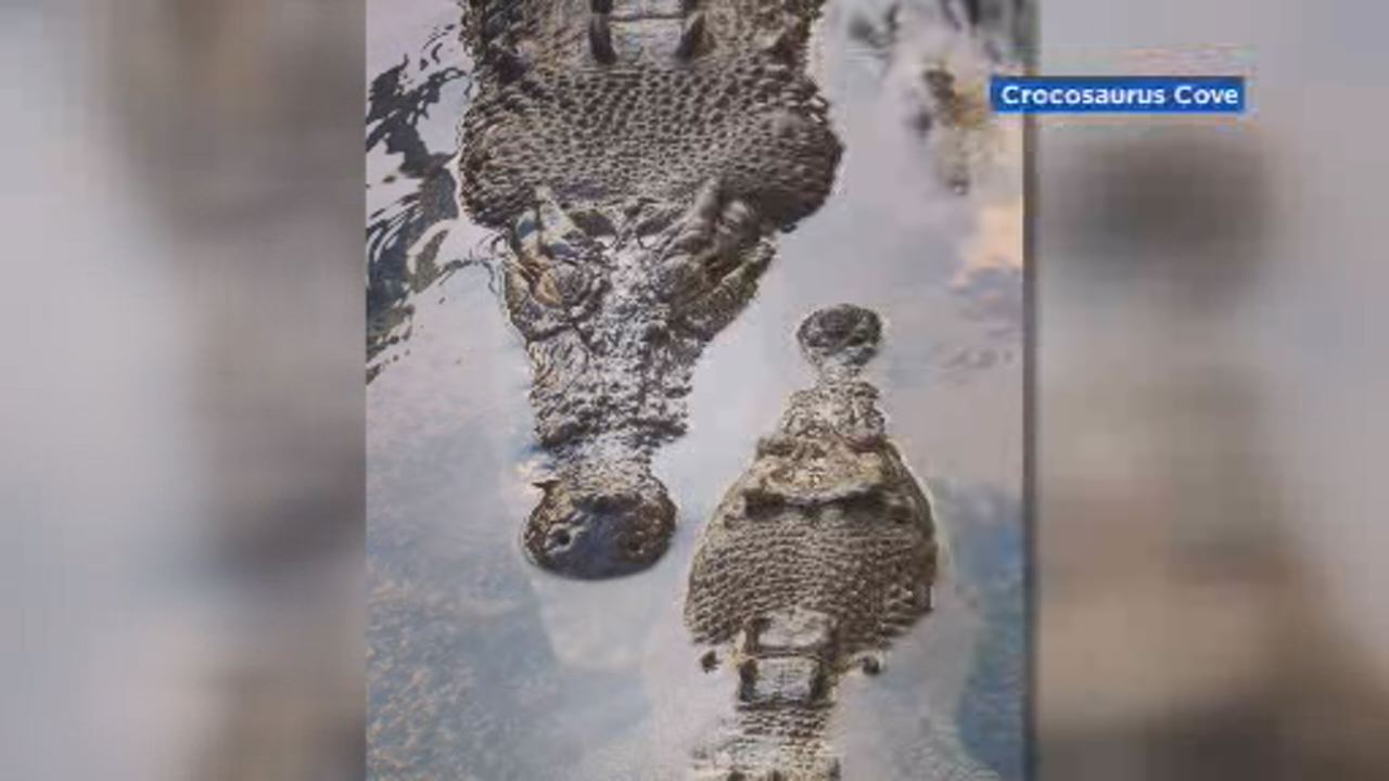Crocodiles named Will, Kate welcome new hatchlings 