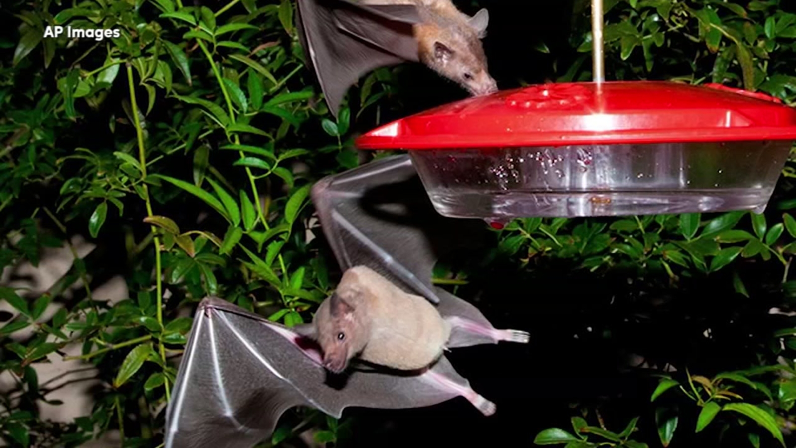 Bat that helps make tequila gets off endangered species list ABC13