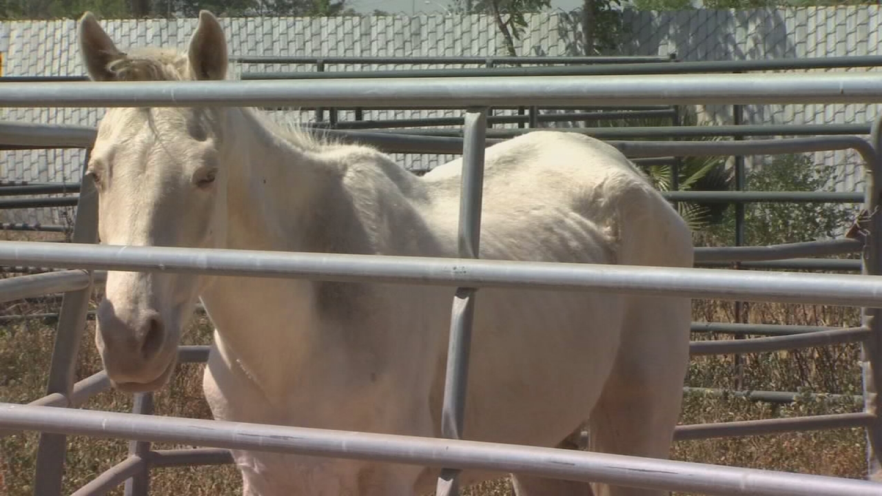 Local SPCA asks public to help horses after found malnourished