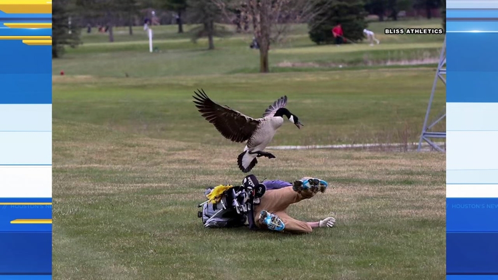 Goose attacks high school golfer at golf course