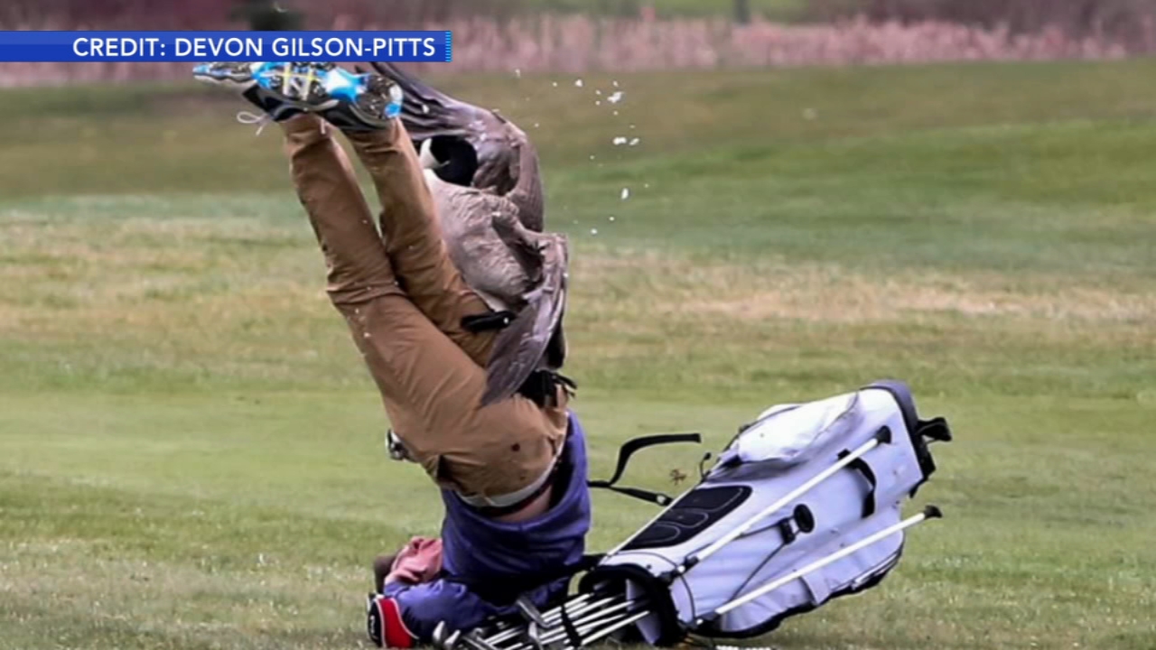 Goose attacks high school golfers