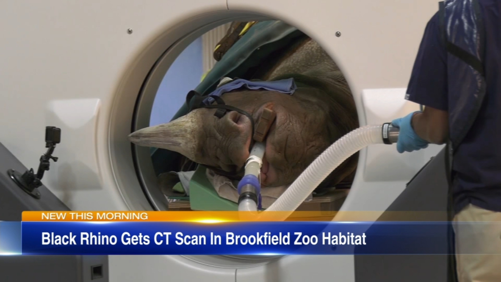 Black rhino undergoes portable CT scan at Brookfield Zoo ABC7 Chicago