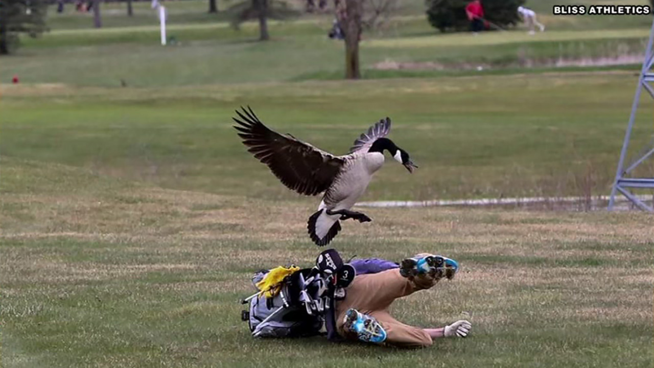 Goose attacks high school golfer at golf course