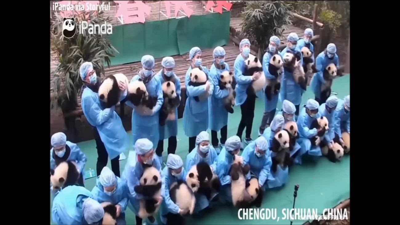 23 baby pandas take