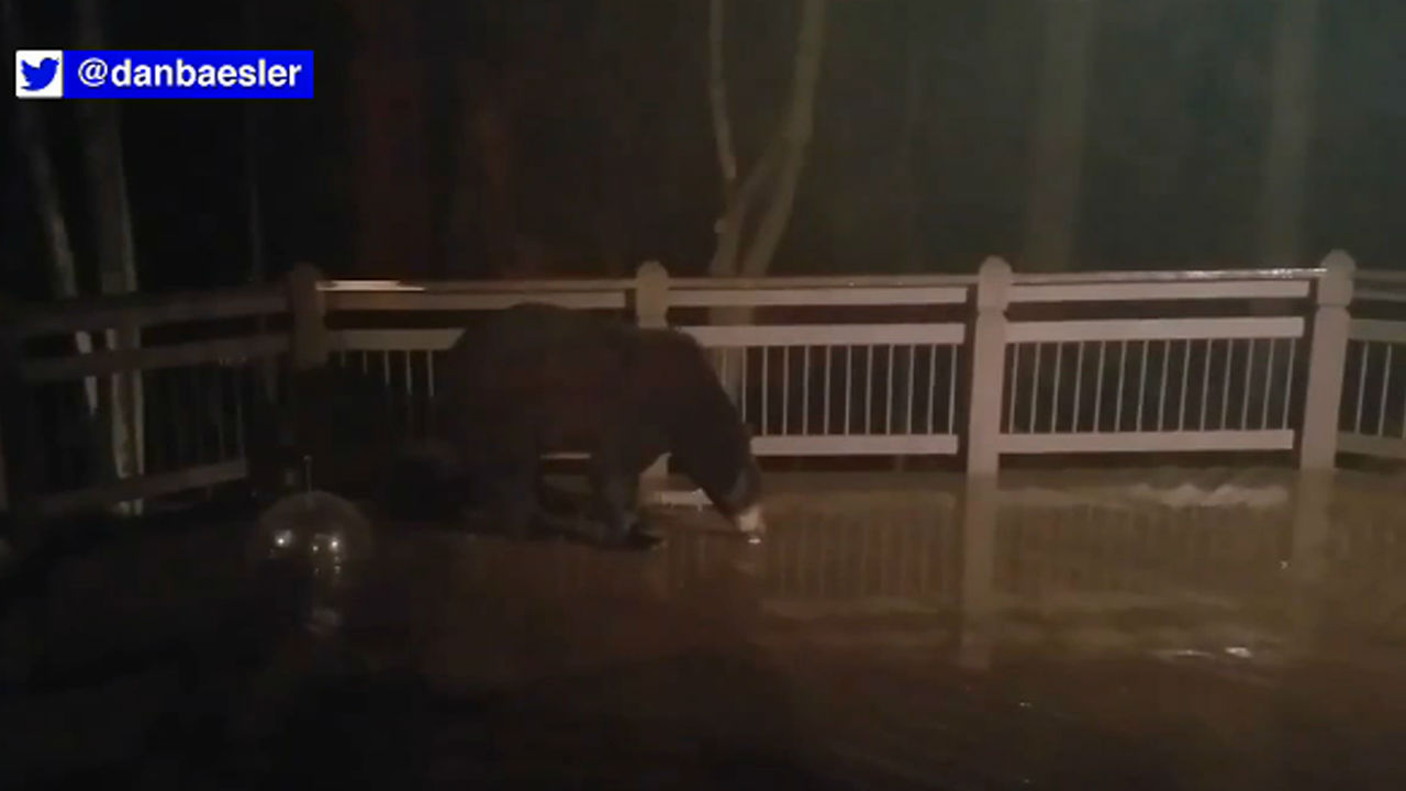 Large Bear Surprises A Homeowner in New Jersey