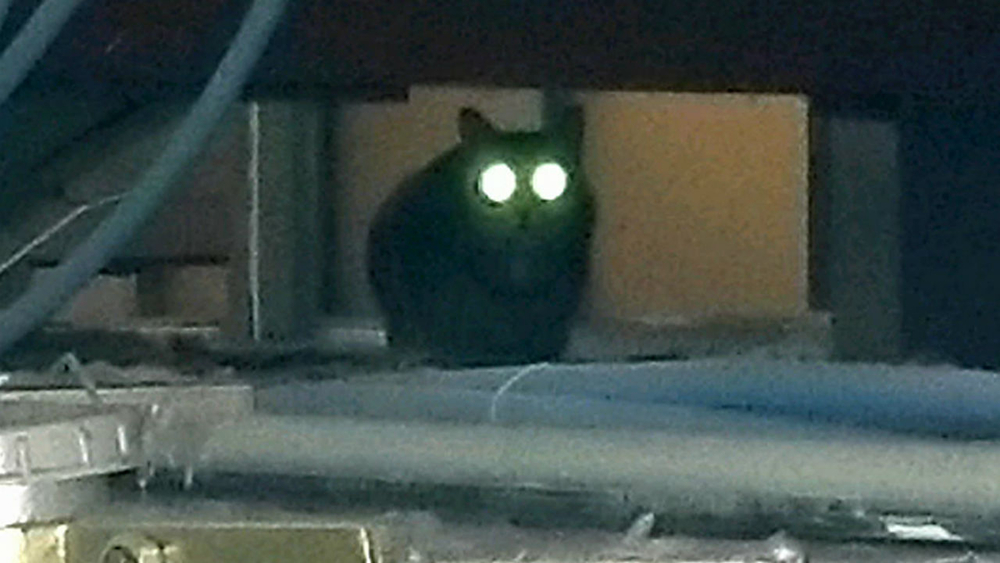 Port Authority hopes it's closing in on rogue cat at JFK