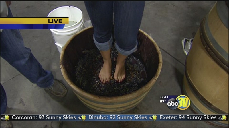 Cru Winery Annual Grape Stomp Abc30 Fresno