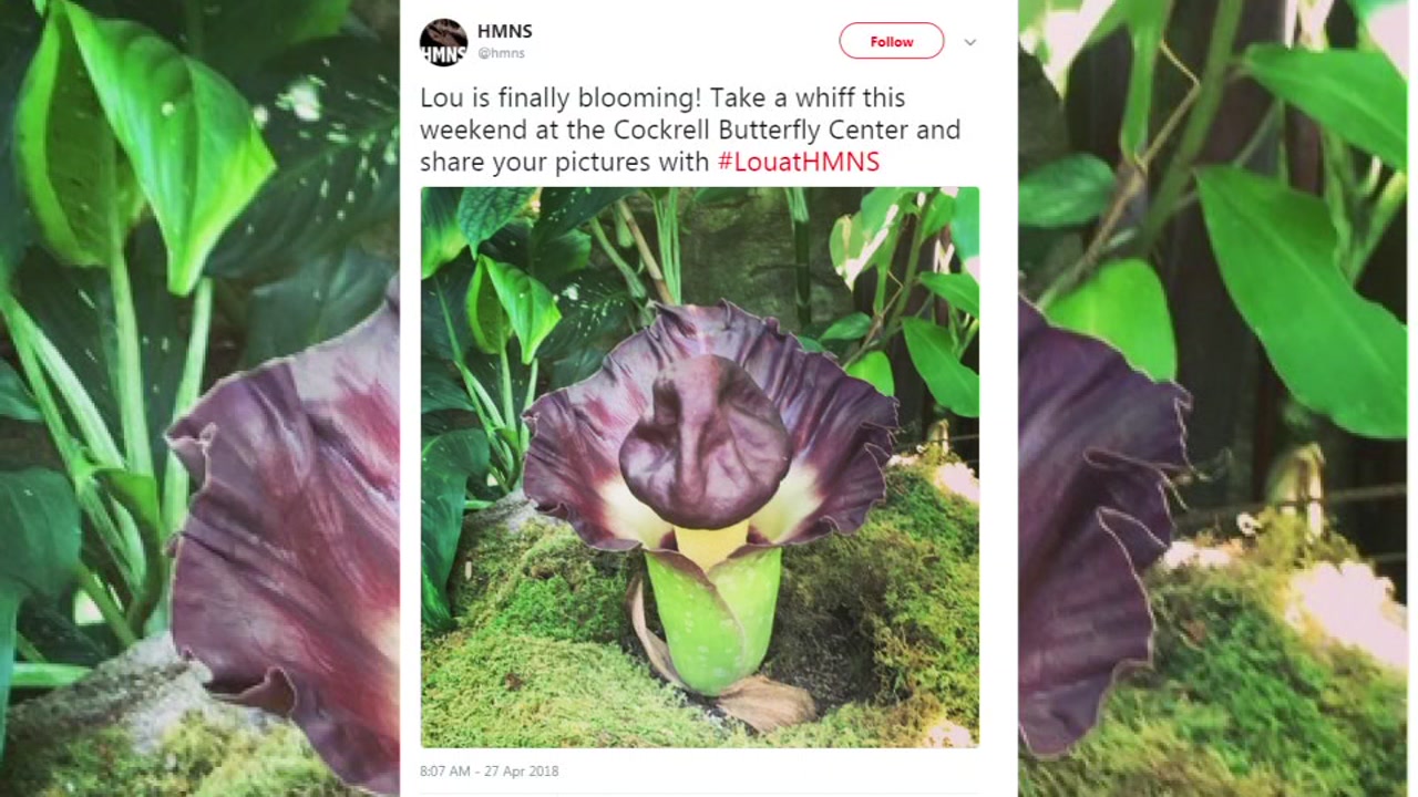 Lou the Corpse Flower on display at the Houston Museum of Natural Science